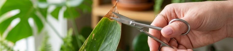 Clean scissors trimming only the dry brown tip of a houseplant leaf along its natural shape