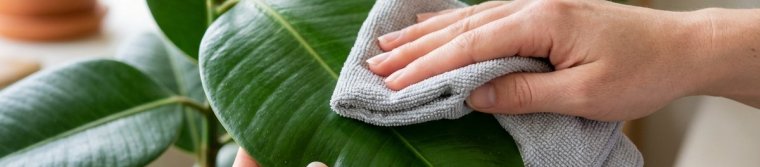 A hand supporting a large houseplant leaf from below while the other wipes it with a soft cloth
