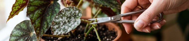 Clean scissors snipping off a begonia leaf with white powdery spots