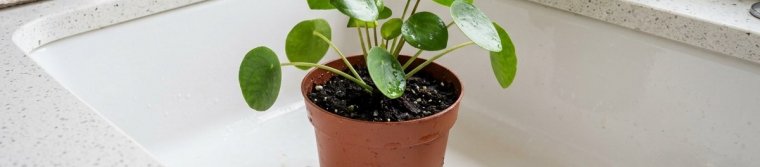 A potted houseplant set in a white sink after watering so the extra water can drain away