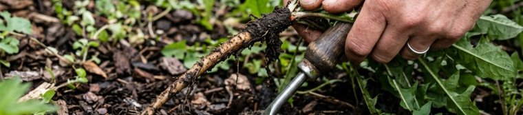 Dandelion pulled out with its long taproot beside a narrow weeding tool