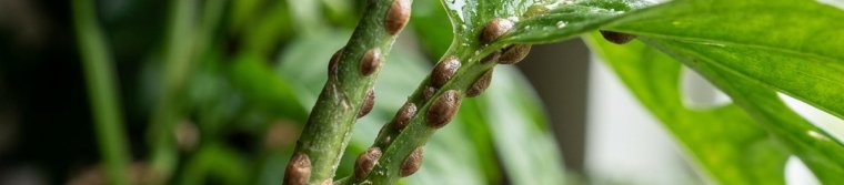 Small brown oval scale insects on a green houseplant stem