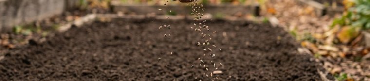 Hand scattering cover crop seed over a raked garden bed